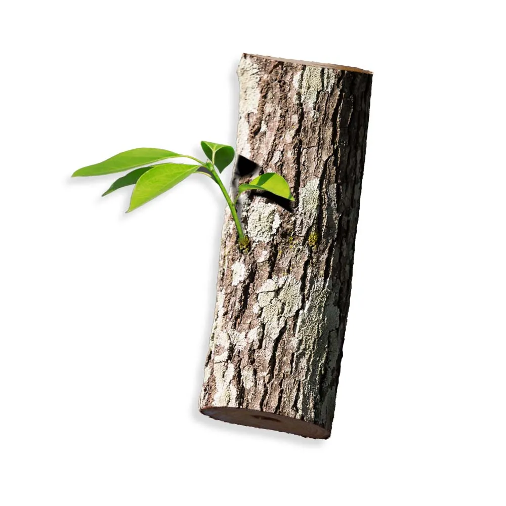 Ho hout sho Cinnamomum camphora L. sieb