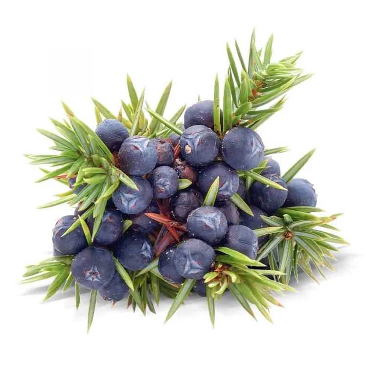 Jeneverbes Juniperus communis fruit