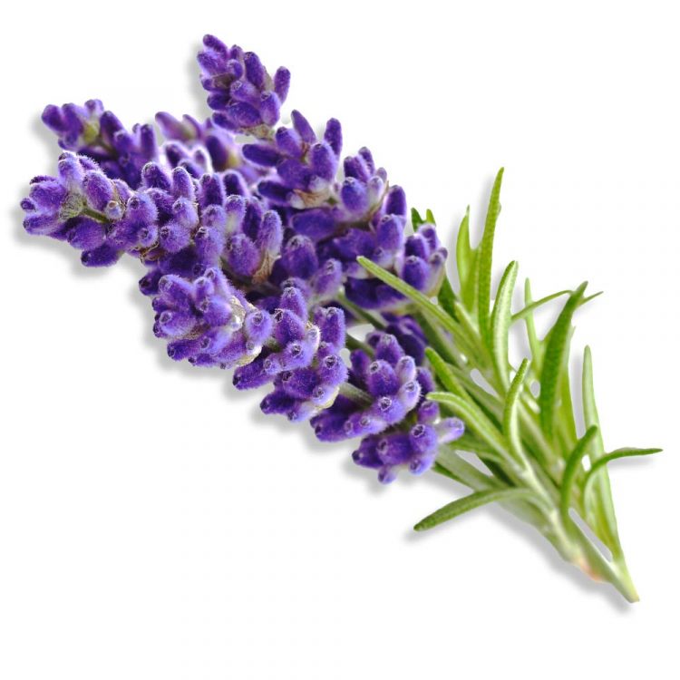 Lavendel fine Lavandula angustifolia vera