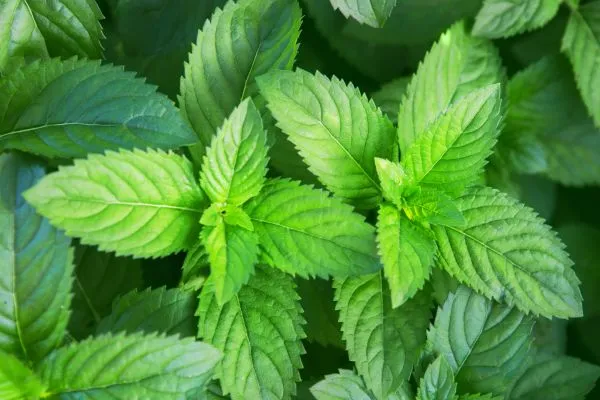 Munt plant bladeren pepermunt