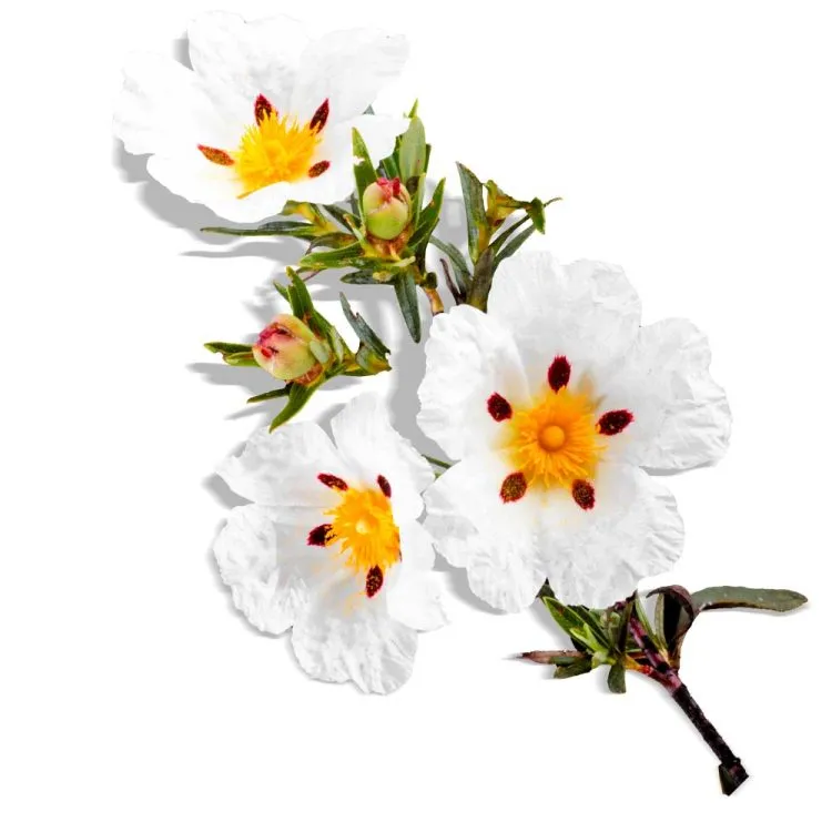 Cisteroos zonneroosje Cistus Ladanifer