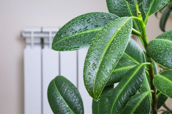 Planten bij luchtvochtigheid