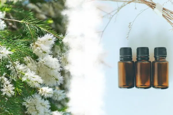 Tea tree | Alles wat je moet weten: Werking en toepassingen