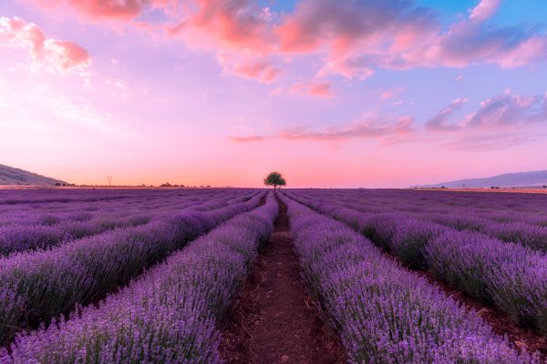 Velden-van-lavendel-soorten Velden van lavendel soorten, plant en olie
