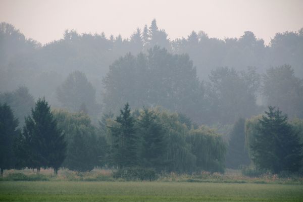 Bos lucht gezond