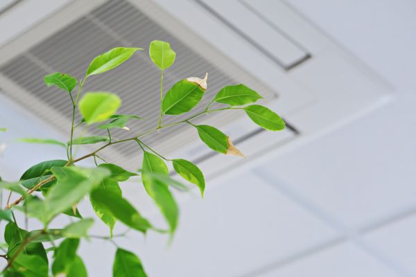 Planten bij goede luchtkwaliteit