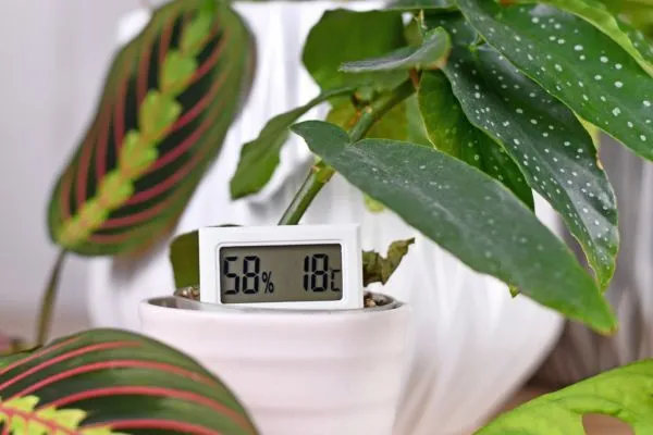 Apparaat bij planten om gezonde luchtkwaliteit te meten