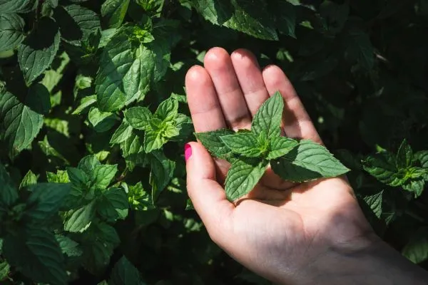 Pepermunt bladeren van de plant plukken en gebruiken