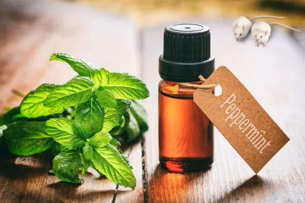 Pepermunt-olie-tegen-muizen Pepermunt olie tegen muizen