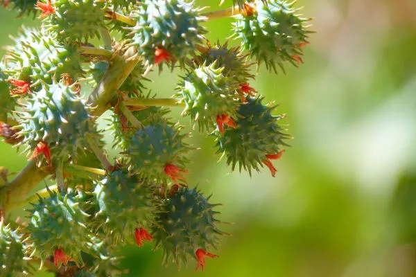 Ricinus Communis Wonderboom
