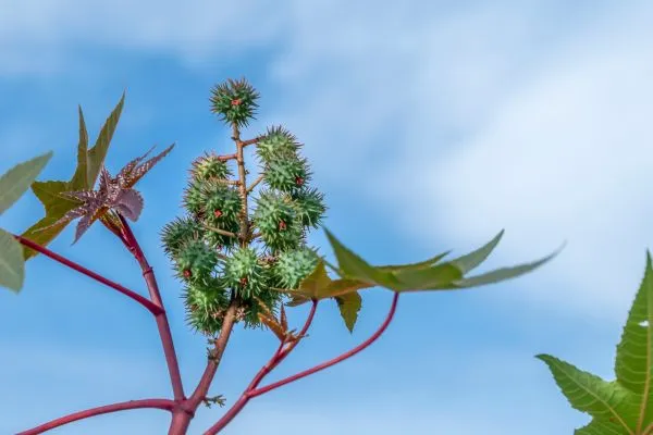 Wonderolieboom plant