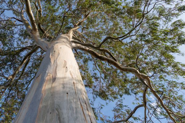 Eucalyptus boom groot om te snoeien