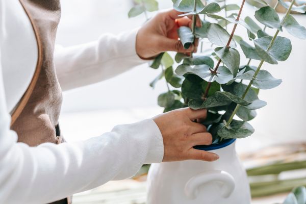 Eucalyptus in pot plant struik prachtig