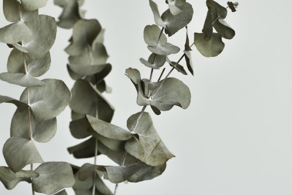 Eucalyptus plant van dichtbij met bladeren