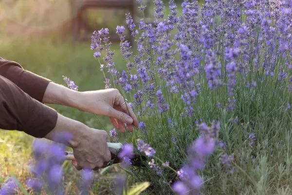 Lavendel-snoeien-wanneer-en-hoe Lavendel snoeien wanneer en hoe