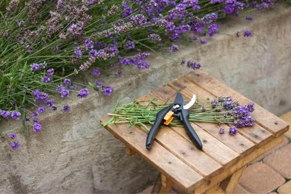 Snoeischaar voor lavendel knippen tuinplanten gereedschap om te snoeien