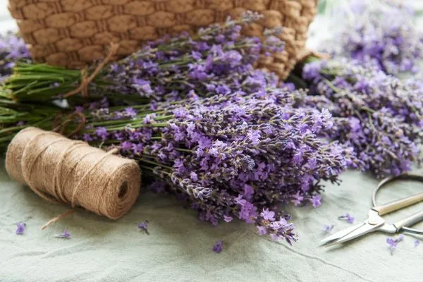 Tuinplanten op tafel met mandje lavandula en gereedschap