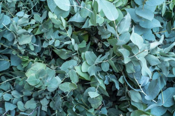 Verschillende eucalyptus door elkaar donkergroen
