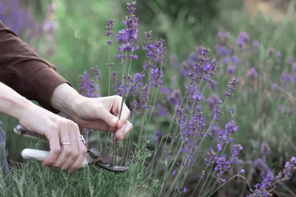 Vrouw snoeit lavendel planten voorjaar najaar zomer