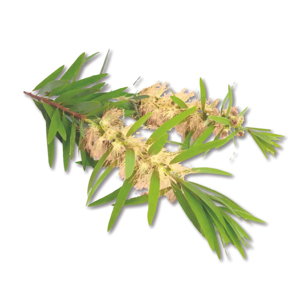 Niaouli melaleuca quinquenervia