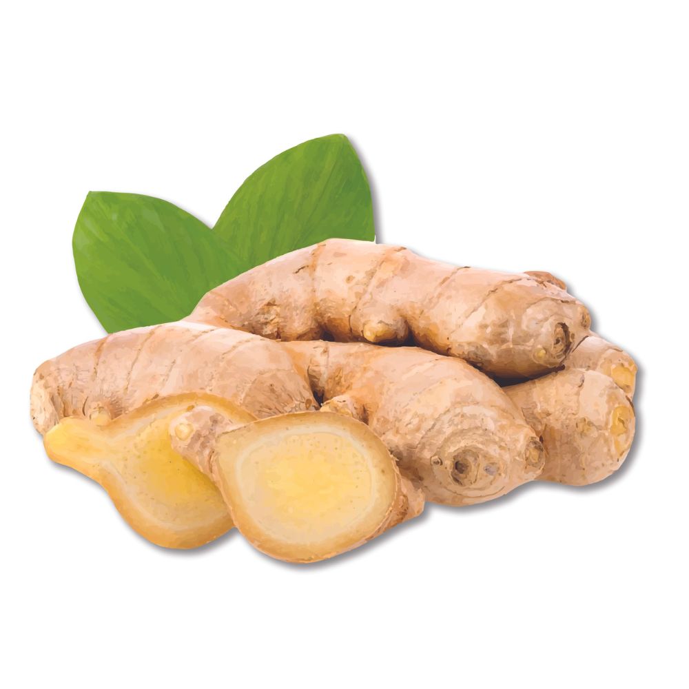 Gember olie biologisch - Afbeelding 2