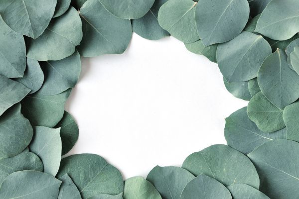 Bladeren van Eucalyptus rond en in cirkel