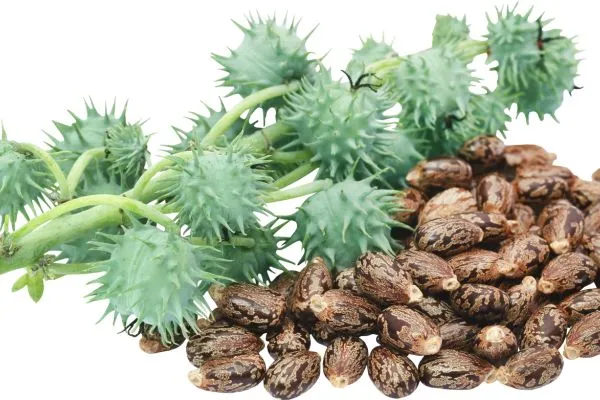 Castorolie en de plant wat is het