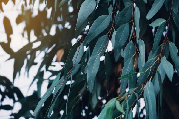 De echte eucalyptus plant in australie