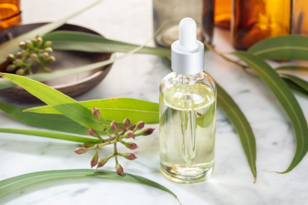 De plant en blad van eucalyptus en eucalyptus olie in fles