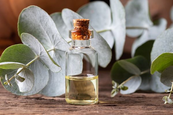 Eucalyptus-olie-gevaarlijk Eucalyptus olie gevaarlijk