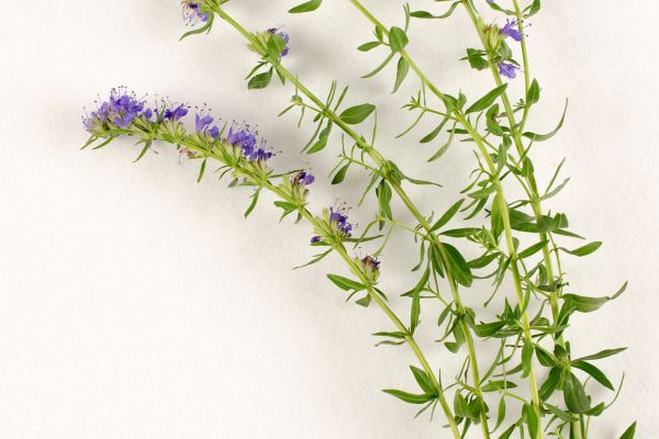 Bloemen en plant van de hysop groen paars