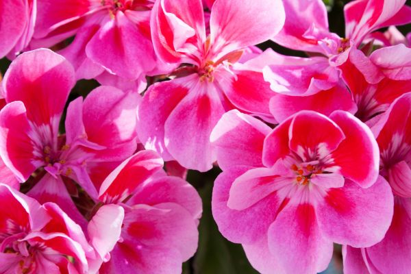Bloemen van pelargonium graveolens geranium
