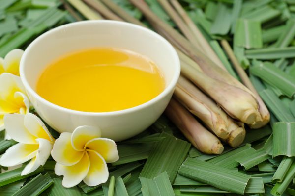 Citronella-alles-wat-je-moet-weten Citronella alles wat je moet weten