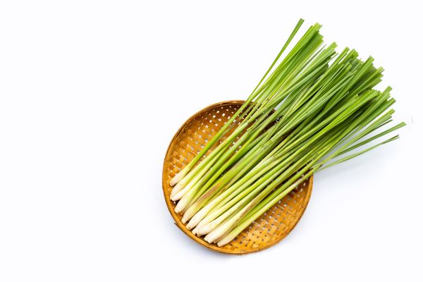 Citronella plant op bordje
