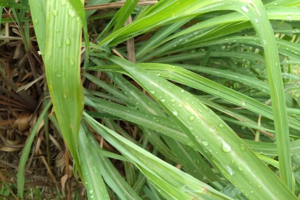 De citronella gras buiten in tuin