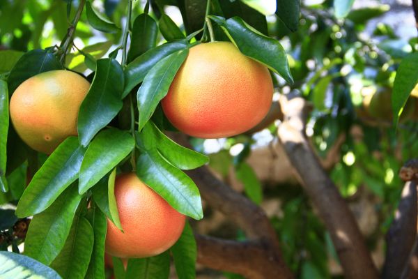 De fruit van grapefruit aan de boom buiten
