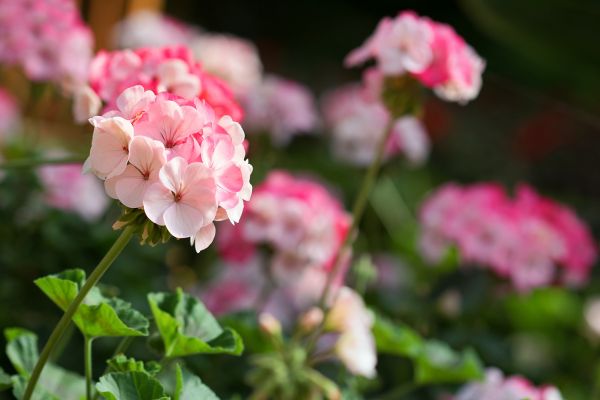 Geranium-Pelargonium-graveolens-alles-wat-je-moet-weten Geranium pelargonium graveolens alles wat je moet weten