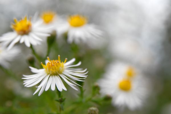 Kamille plant buiten geel wit blad