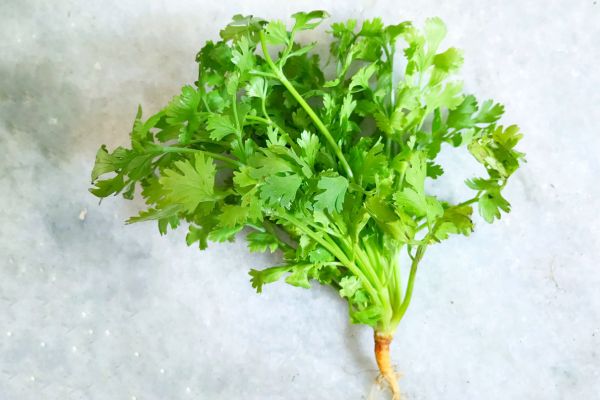 Koriander plant groente met wortels