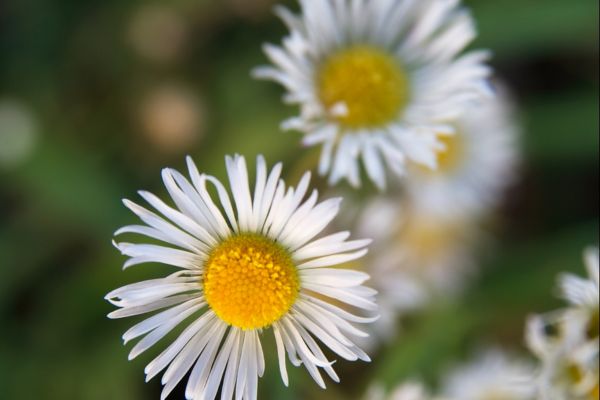 Plant en bloem van kamille rooms