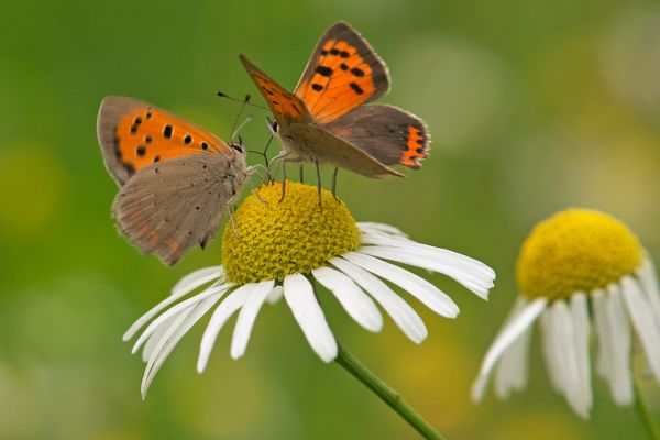 Roomse-kamille-alles-wat-je-moet-weten Roomse kamille alles wat je moet weten