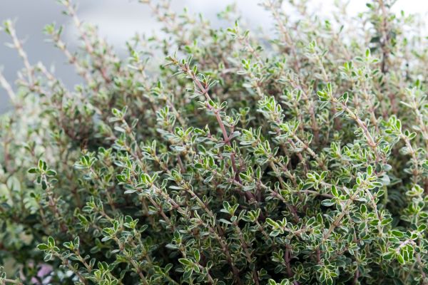 Tijm planten in tuin