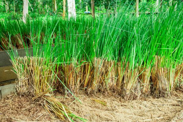 Vetiver gras en plant