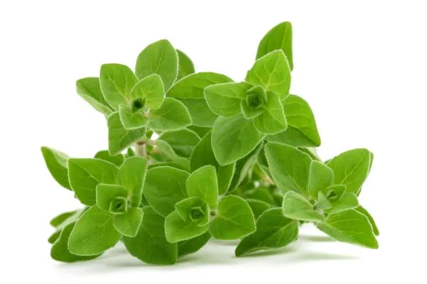 Origanum vulgare