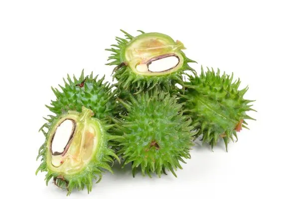 De plant van castor wonderolie