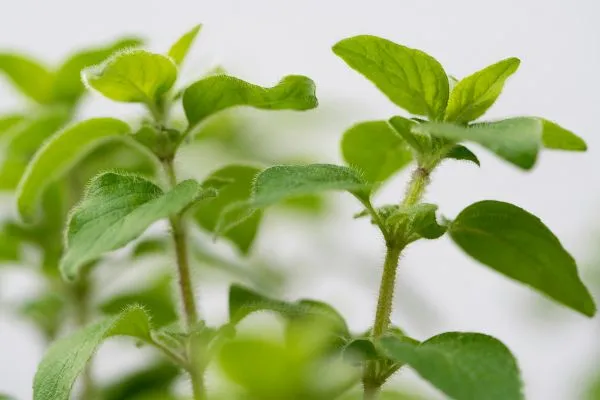 Echte oregano plant