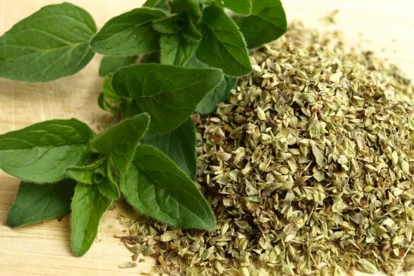Oregano olie druppels of capsules