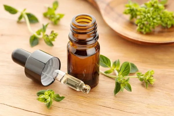 Oregano-olie-maken Oregano olie maken