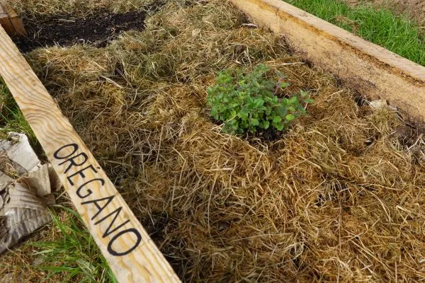 Oregano plant oogst
