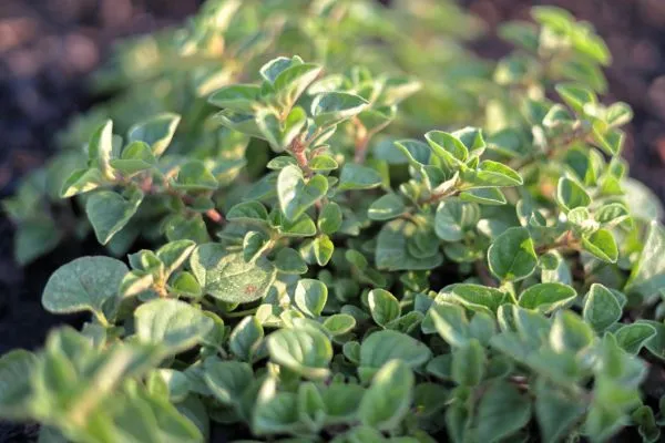 Plant oregano bos